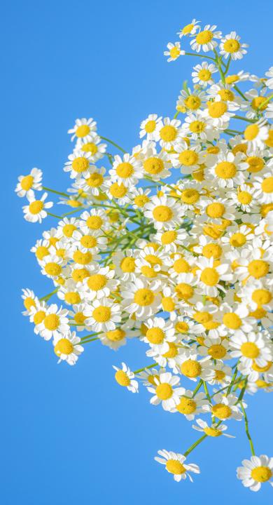 手机 风景 景物 小雏菊 高清壁纸 壁纸下载