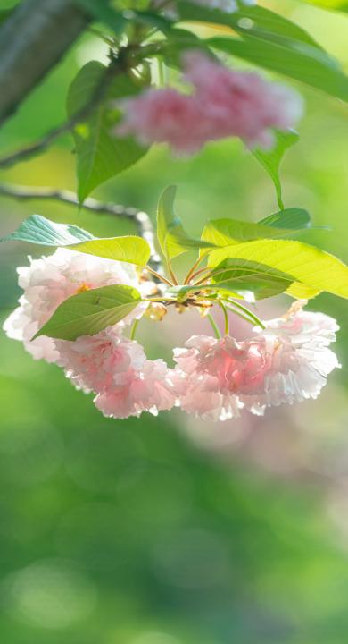 手机 风景 粉色花朵 绿叶护眼 高清壁纸 壁纸下载